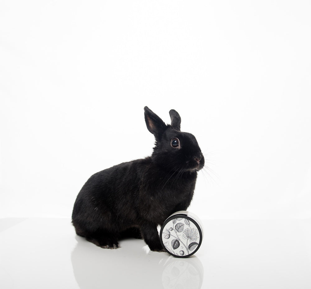 A black rabbit is standing on a white, glossy surface against a white background. The rabbit is next to a round container with a floral pattern on the lid. The rabbit is facing slightly to the right.